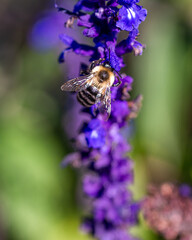 The close portrait of a bumble bee on lupine flowers at the late summer
