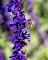The close portrait of a bumble bee on lupine flowers at the late summer