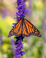The close portrait of a butterfly on lupine flowers at the late summer	