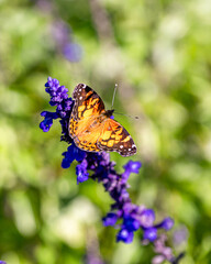 The close portrait of a butterfly on lupine flowers at the late summer	