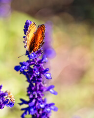 The close portrait of a butterfly on lupine flowers at the late summer	