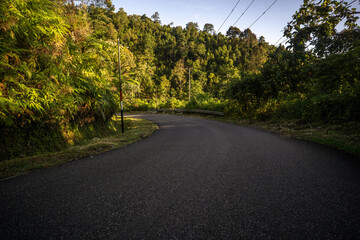 Scenic winding road through lush green forest in the early morning light