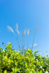 青空に揺れる秋のススキ