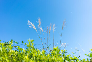 青空に揺れる秋のススキ