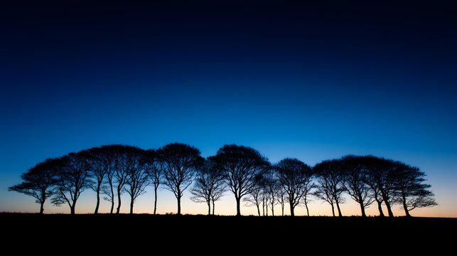 Row of bare trees creates a dramatic silhouette against a deep blue twilight sky