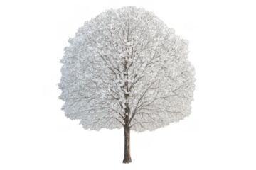 Deciduous tree covered in hoarfrost, freezing winter weather, isolated on transparent background