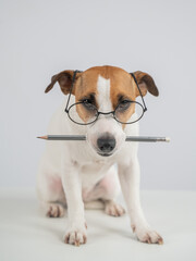 Jack Russell Terrier Dog Wearing Glasses Holds Pencil. 