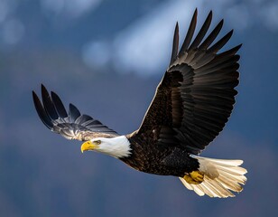 Fototapeta premium Majestic raptor with white head, brown wings, and yellow beak, soaring