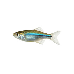 Fototapeta premium Neon tetra aquarium fish, isolated showcasing vibrant colors and intricate details of aquatic life
