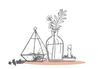 hand drawn vector illustration of a plant