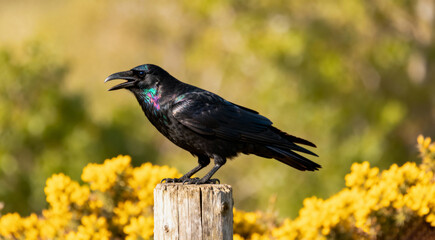 Common Raven looking for Food