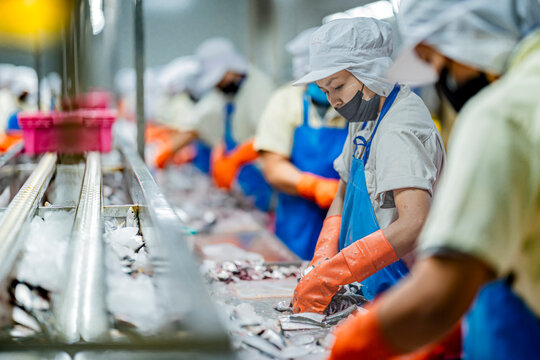 Workers perform manual quality control on a smart factory line. They sort fresh fish, ensuring food safety and HACCP compliance for the automated canning system.