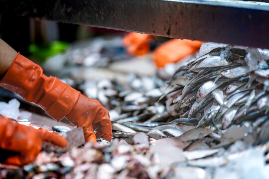 Fresh fish prepared for processing in a clean factory setting on hygiene quality and efficient production workflows. Industrial seafood processing showcasing fresh fish on assembly line on food.