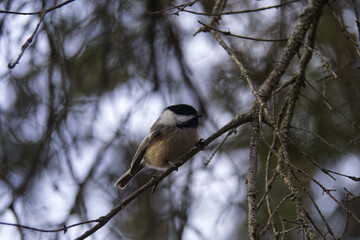 Black-capped Chickadee in a Tree