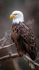 Obraz premium Majestic bird of prey, perched on a branch, with white head, brown feathers, and sharp eyes