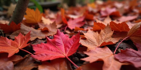 Vibrant red autumn leaves falling gently in a sun dappled forest clearing. Close up macro photograph of vibrant red and orange autumn leaves scattered on the forest floor. Soft, dappled sunlight