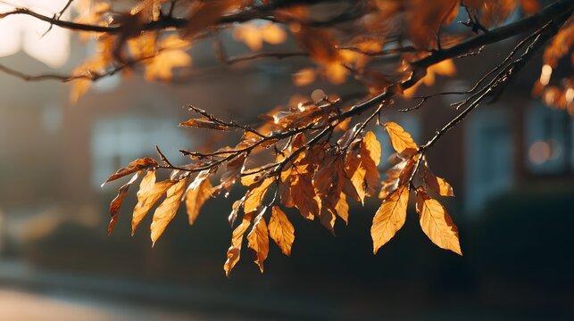 Sunlight illuminates dry, golden foliage hanging from tree branches during the autumn season - Powered by Adobe