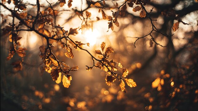 Golden sunlight illuminates dry deciduous branches with fading leaves during the autumn season