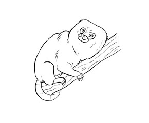 pigmy marmoset digital illustration drawing isolated