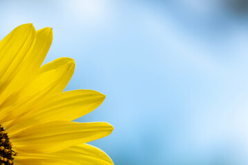 明るく元気に咲くひまわり　花の背景　