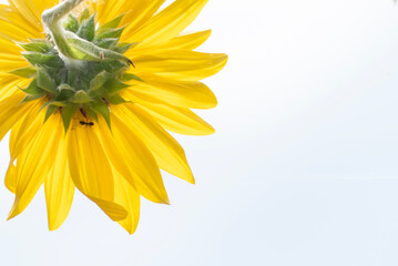 明るく元気に咲くひまわり　花の背景　