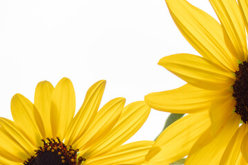 明るく元気に咲くひまわり　花の背景　