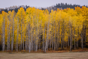 Fall in Colorado