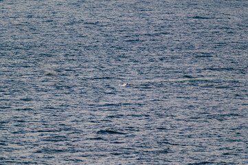 Humpback Whale Back Surfaces in Seymour Narrows in the Strait of Georgia, near Vancouver, British Columbia, Canada.