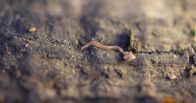 Close-up macro video featuring a small, slender Millipede (likely a snake millipede) crawling across a rough, dark surface (decaying wood or soil), showcasing its characteristic undulating movement an