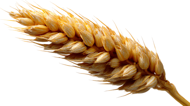Golden Grain Whispers: A close-up shot of a single, radiant wheat ear, showcasing the intricate details of nature's bounty and the promise of a bountiful harvest.