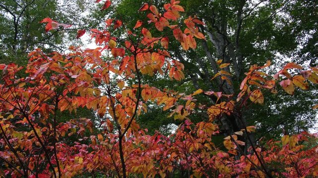 山うるしの紅葉