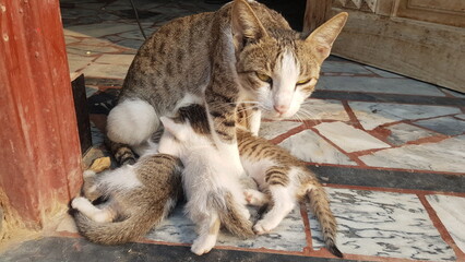 Mother Cat Nursing Her Kittens
