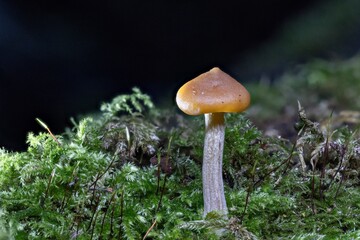 A single, small mushroom with a smooth, convex, orange-brown cap and a textured stem, growing prominently from a bed of green moss.