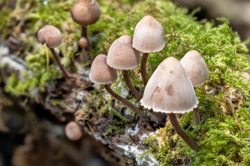 A close-up shot of a cluster of small, bell-shaped, light-brown mushrooms growing from a decaying, moss-covered branch, with white mycelium visible on the wood.