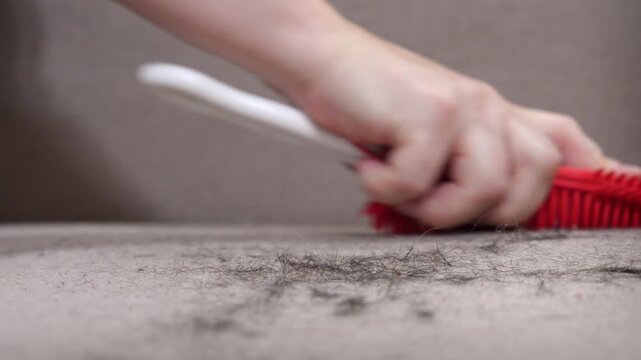 Manually cleaning a sofa from pet hair while cleaning the house with a special brush, spring shedding in a dog or cat