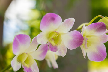 Beautiful Orchid flower blooming in garden floral background
