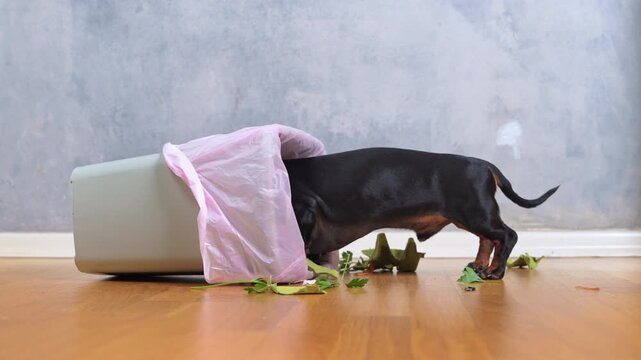 A curious dachshund runs up and investigates an overturned trash can on a wooden floor, eats something from it, and runs away. The naughty puppy has been causing mischief at home.