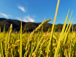 日差しを浴びるイネのクローズアップ