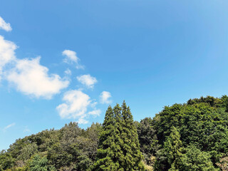 日を浴びる森林の木々と爽やかな青空