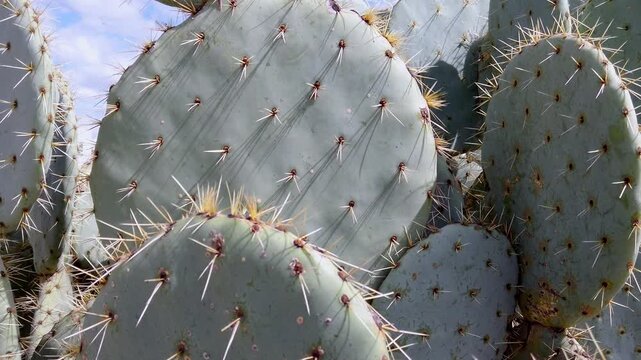 Close-up of cactus spines under sunlight, evokes resilience in nature