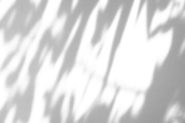 Abstract natural tree branch leaves shadow on white wall background