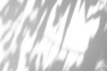 Abstract natural tree branch leaves shadow on white wall background