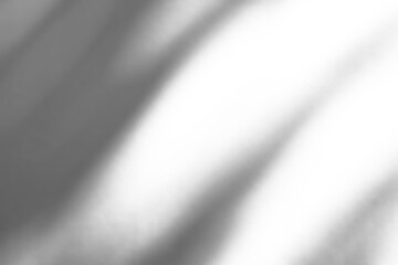 Abstract natural tree branch leaves shadow on white wall background