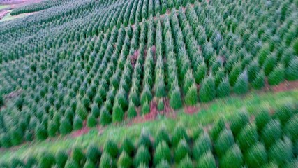 Aerial push over frasier fir christmas trees at a farm in ashe county nc, north carolina
