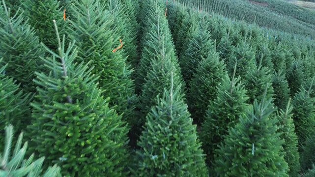 low aerial over healthy fraser fir christmas trees ashe county nc, north carolina
