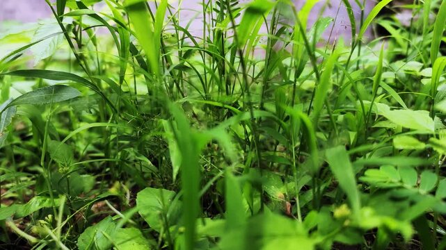 A video shows strands of green and lush wild grass gently swaying in a field.