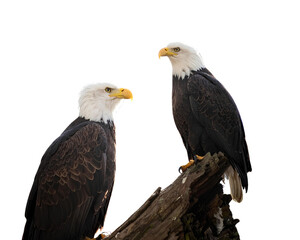 Firefly_Isolated Bald Eagle