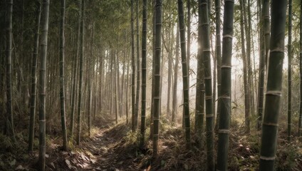 Fototapeta premium Sunlight filtering through a dense bamboo forest creating a serene and tranquil natural landscape.