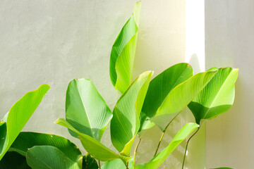 Banana leaf plants exposed to morning sunlight