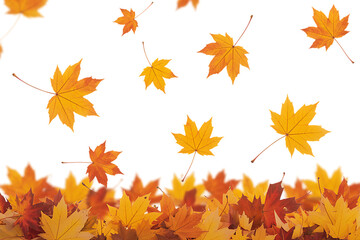 Fototapeta premium Falling autumn leaves isolated. Beautiful foliage. Vibrant fall colors. Maple leaves cut outs